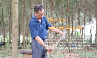 Chắt chiu mật ngọt dâng đời